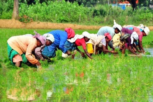 भारतीय कृषि में इतनी रुचि क्यों है बिल गेट्स की, मोदी सरकार कर रही खूब मदद