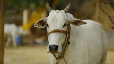 Photo of मैत्री स्कीम के लिए राज्य के 134 युवाओं को मिलेगी निःशुल्क ट्रेनिंग, पशुओं में कृत्रिम गर्भाधान प्रोग्राम को मिलेगा बढ़ावा